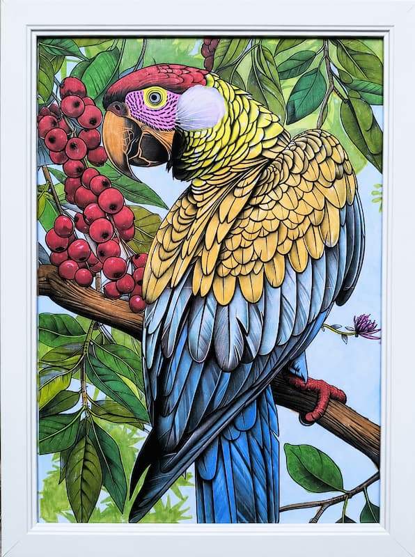 Macaw Amazonian – Marius Pop